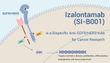 Izalontamab (SI-B001) is a Bispecific Anti-EGFR/HER3 mAb for Cancer Research