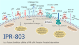 IPR-803 is a Potent Inhibitor of the uPAR•uPA Protein-Protein Interaction