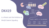 DK419 Is a Potent Inhibitor of Wnt/β-Catenin Signaling for Colorectal Cancer Treatment