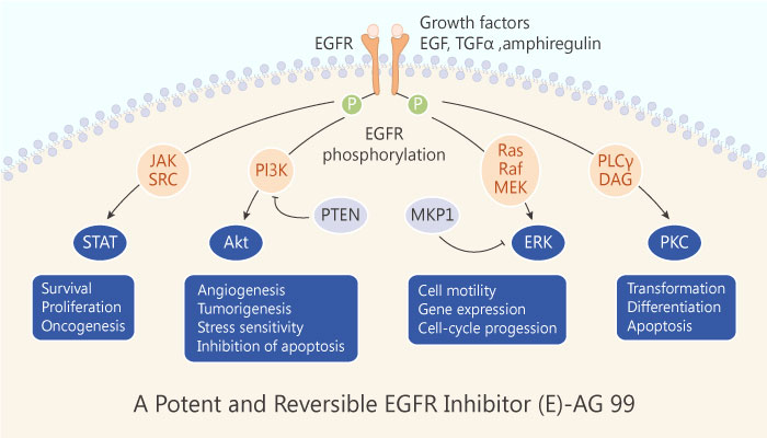 A Potent and Reversible EGFR Inhibitor (E)-AG 99