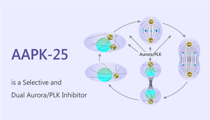 AAPK-25 is a Selective and Dual Aurora/PLK Inhibitor