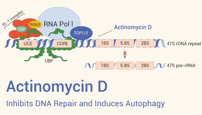 Actinomycin D Inhibits DNA Repair and Induces Autophagy