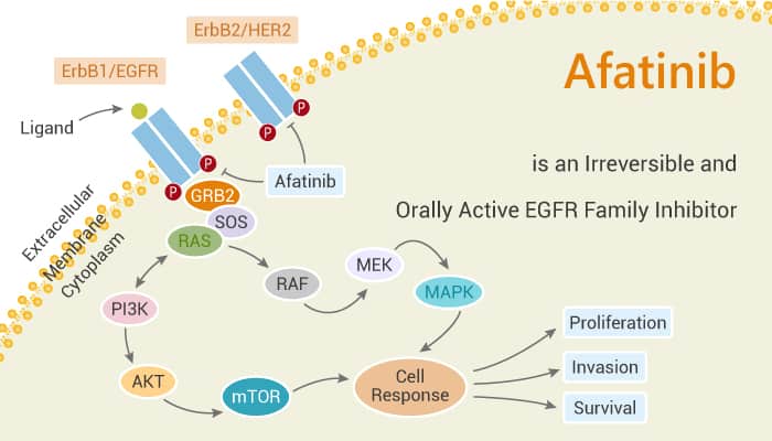 Afatinib is an Irreversible and Orally Active EGFR Family Inhibitor