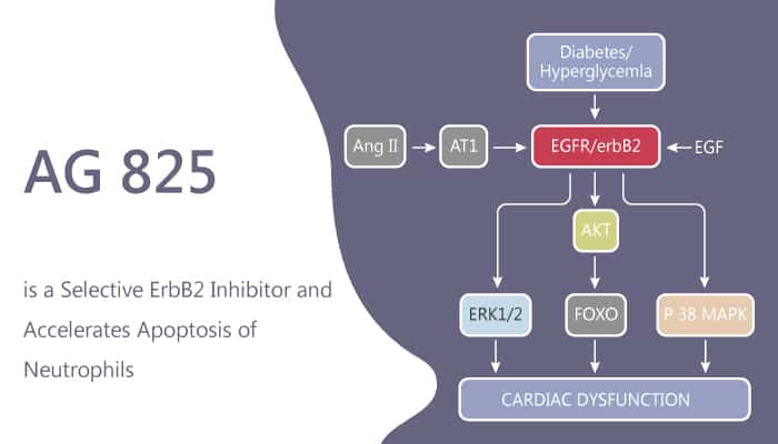 AG-825, a selective ErbB2 inhibitor with anti-cancer effect