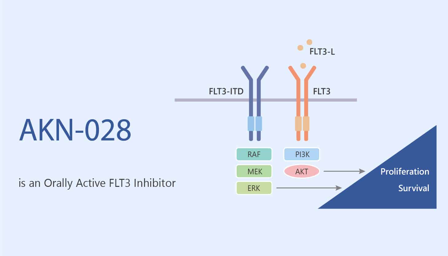 AKN-028 is an Orally Active FLT3 Inhibitor