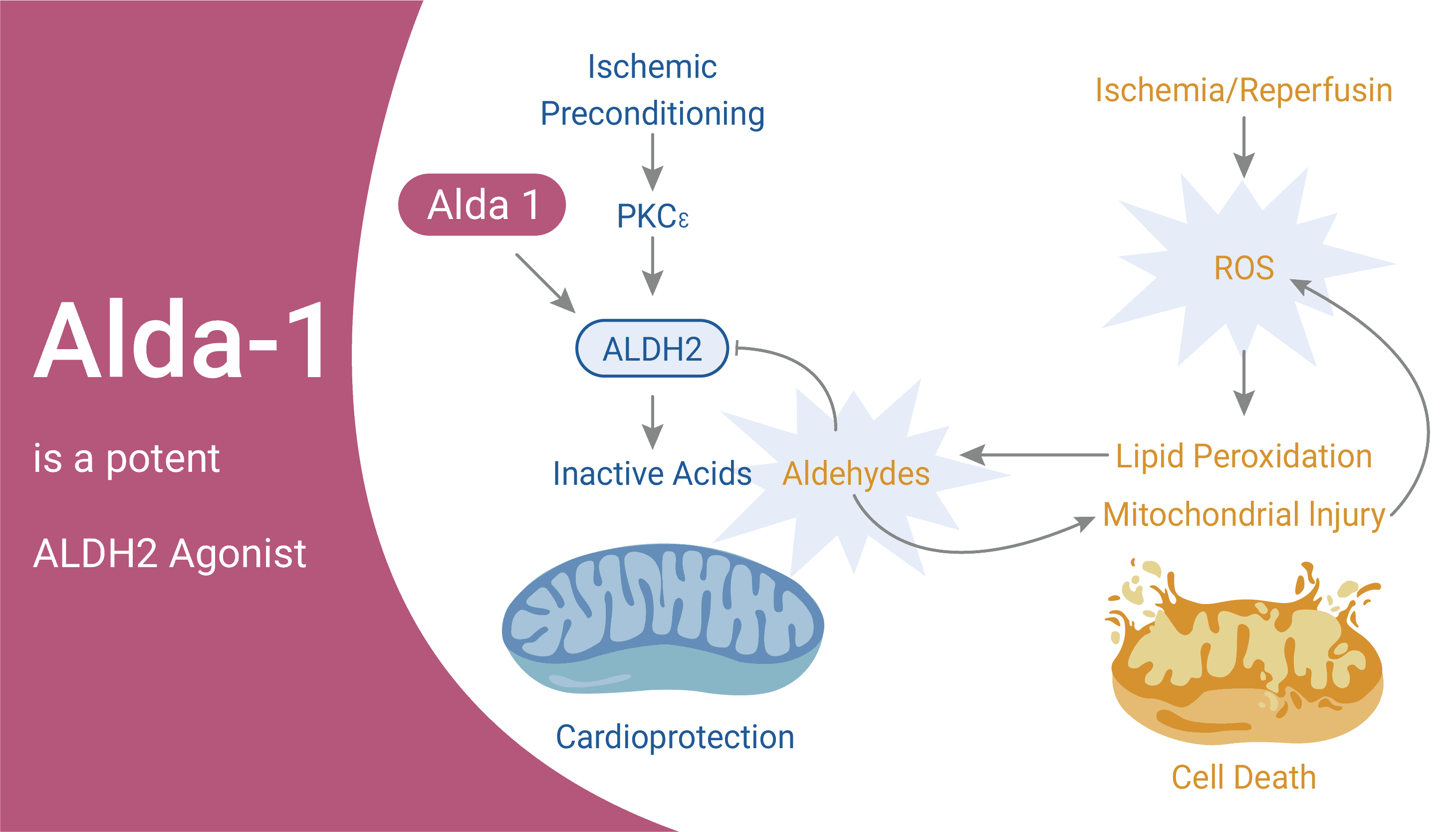 Alda-1 is a potent ALDH2 Agonist