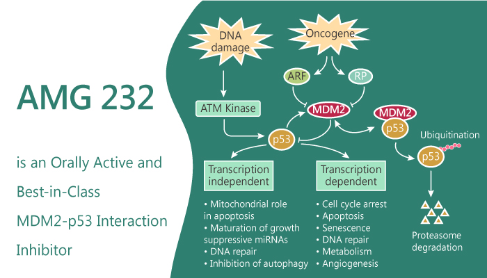 AMG 232 is an Orally Active and Best-in-Class MDM2-p53 Inhibitor