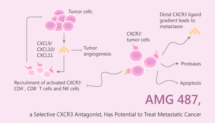 AMG 487, a Selective CXCR3 Antagonist, Has Potential to Treat Metastatic Cancer
