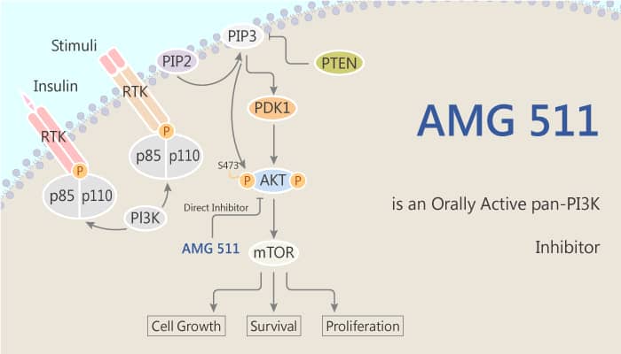 AMG 511 is an Orally Active pan-PI3K Inhibitor