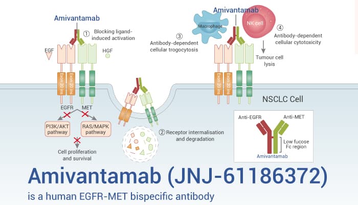 Amivantamab (JNJ-61186372) is a Human EGFR-MET Bispecific Antibody