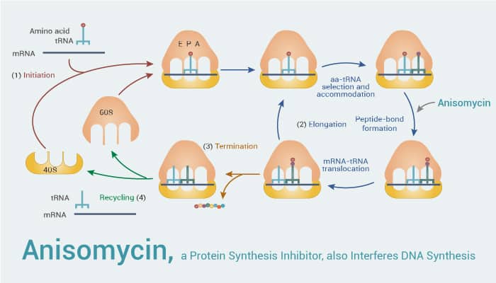 Anisomycin, a Protein Synthesis Inhibitor, also Interferes DNA Synthesis