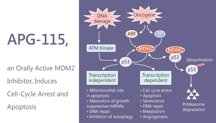 APG-115, an Orally Active MDM2 Inhibitor, Induces Cell-Cycle Arrest and Apoptosis in a p53-Dependent Manner
