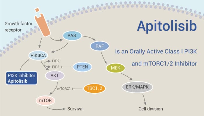Apitolisib is an Orally Active Class I PI3K and mTORC1/2 Inhibitor