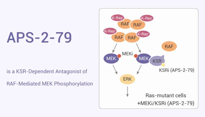 APS-2-79 is a KSR-Dependent Antagonist of RAF-Mediated MEK Phosphorylation