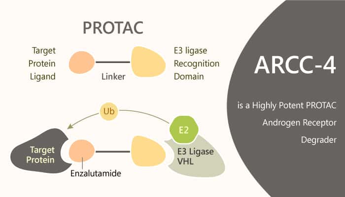 ARCC-4 is a Highly Potent PROTAC Androgen Receptor Degrader