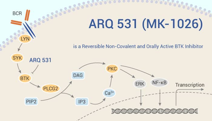 ARQ 531 (MK-1026) is a Reversible Non-Covalent and Orally Active BTK Inhibitor
