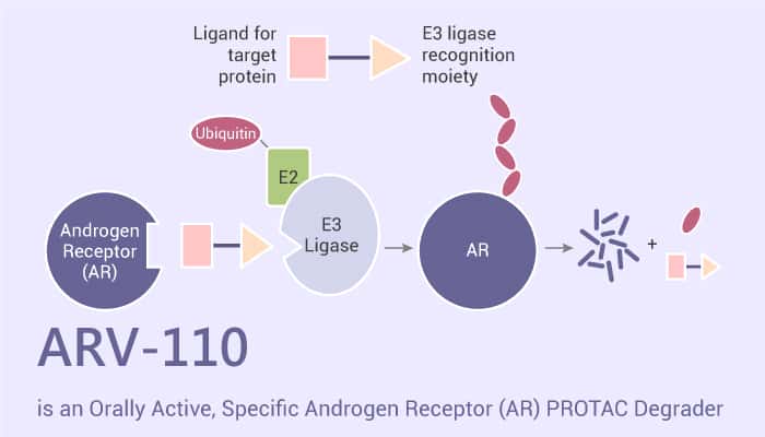 ARV-110 is an Orally Active, Specific Androgen Receptor (AR) PROTAC Degrader