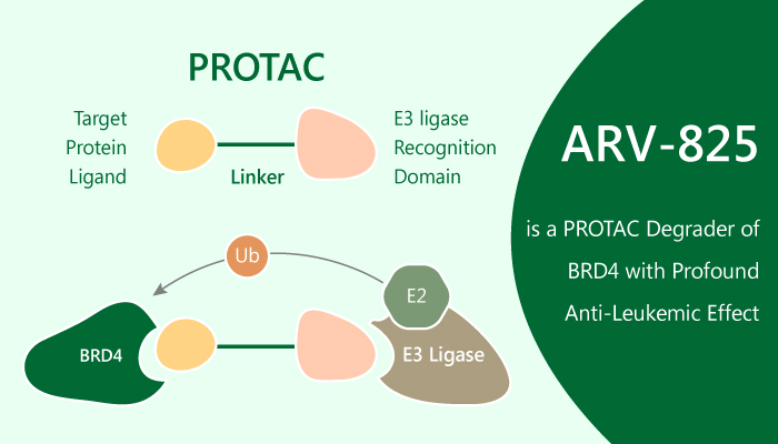 ARV-825 is a PROTAC Degrader of BRD4 with Profound Anti-Leukemic Effect