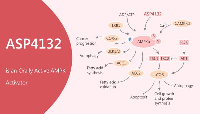 ASP4132 is an Orally Active AMPK Activator