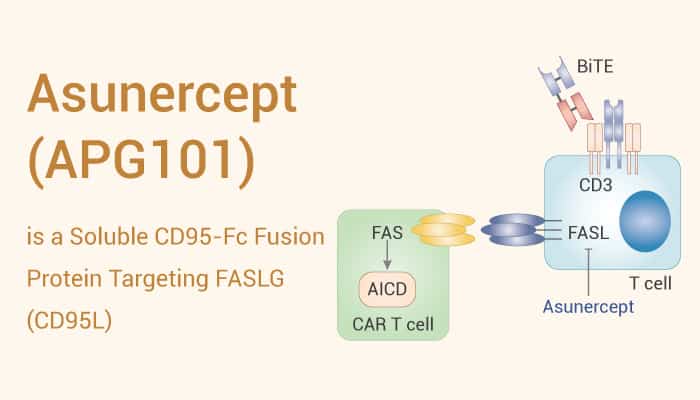 Asunercept (APG101) is a Selective CD95L Inhibitor for Glioblastoma Research