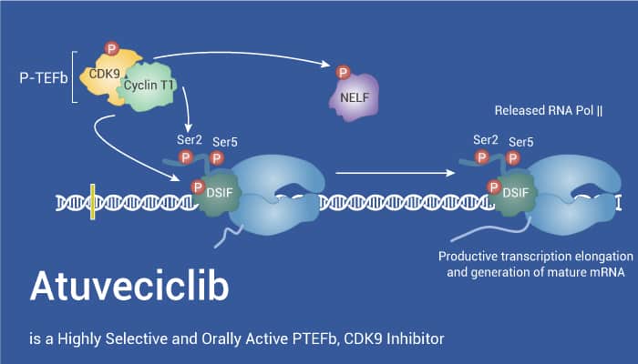 Atuveciclib is a Highly Selective and Orally Active PTEFb, CDK9 Inhibitor