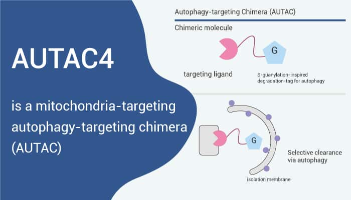 AUTAC4 is a Mitochondria-targeting Autophagy-targeting Chimera (AUTAC).