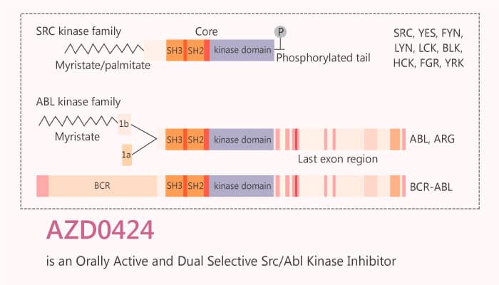 AZD0424 is an Orally Active and Dual Selective Src/Abl Kinase Inhibitor