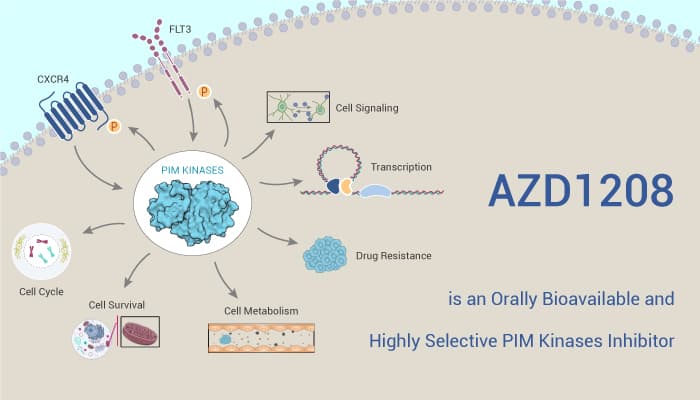 AZD1208 is an Orally Bioavailable and Highly Selective PIM Kinases Inhibitor