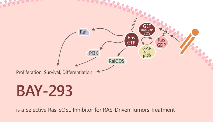 BAY-293 is a Selective KRas-SOS1 Inhibitor for RAS-Driven Tumors Treatment