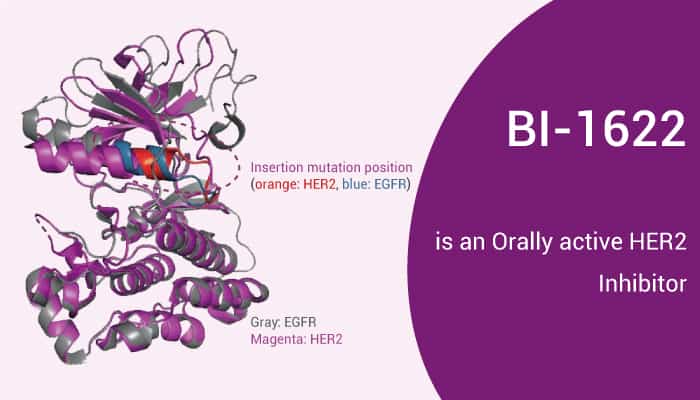 BI-1622 is an Orally active and Selective HER2 Inhibitor
