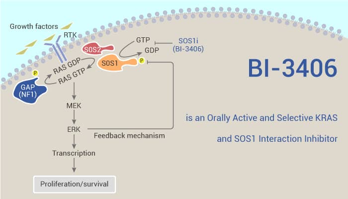 BI-3406 is an Orally Active and Selective KRAS and SOS1 Interaction Inhibitor