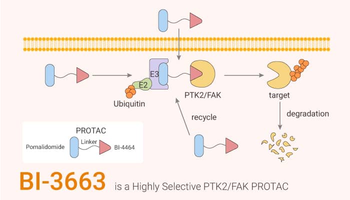 BI-3663 is a Highly Selective PTK2/FAK PROTAC