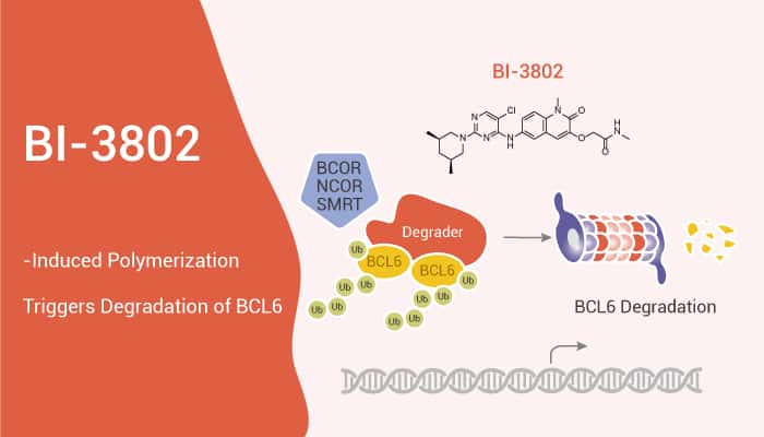 BI-3802-Induced Polymerization Triggers Degradation of BCL6