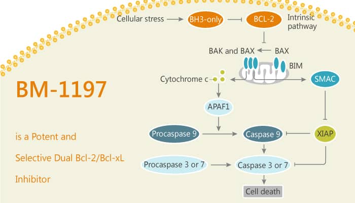 BM-1197 is a Potent and Selective Dual Bcl-2/Bcl-xL Inhibitor