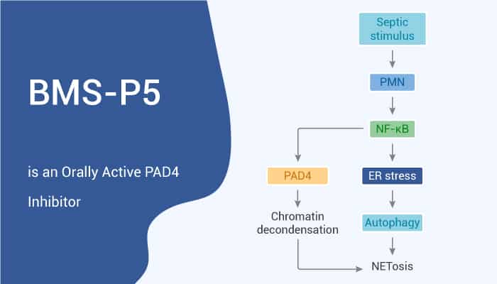 BMS-P5 is an Orally Active PAD4 Inhibitor