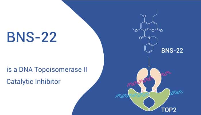 BNS-22 is a DNA Topoisomerase II Catalytic Inhibitor