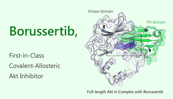 Borussertib, a Covalent-Allosteric Akt Inhibitor