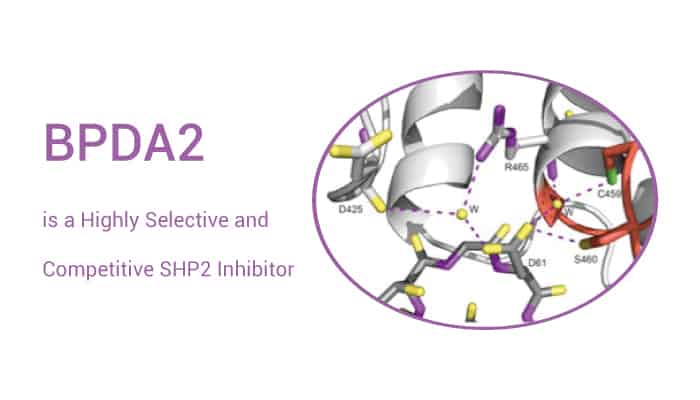 BPDA2 is a Highly Selective and Competitive SHP2 Inhibitor