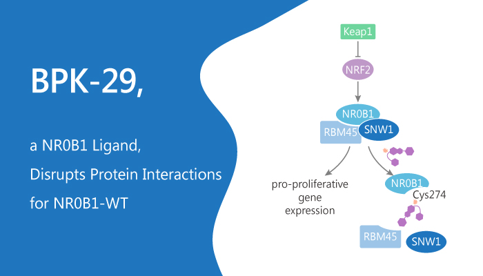 BPK-29, a NR0B1 Ligand, Disrupts Protein Interactions for NR0B1-WT