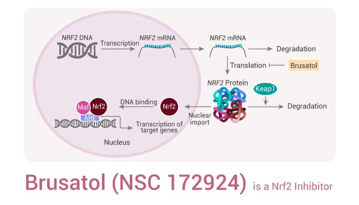 Brusatol (NSC 172924) is a Nrf2 Inhibitor