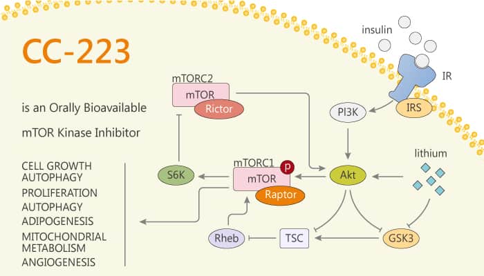 CC-223 is an Orally Bioavailable mTOR Kinase Inhibitor
