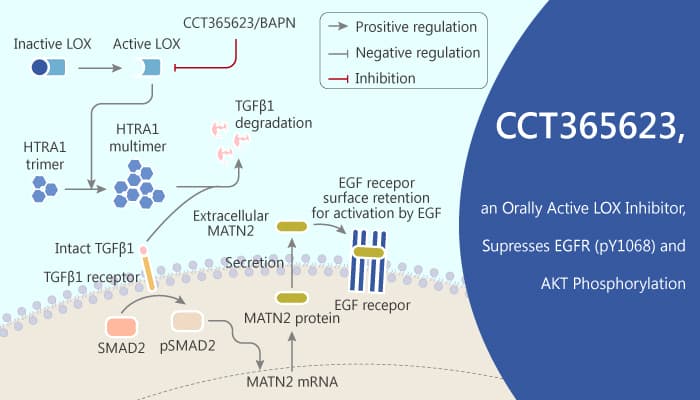 CCT365623, an Orally Active LOX Inhibitor, Supresses EGFR (pY1068) and AKT Phosphorylation