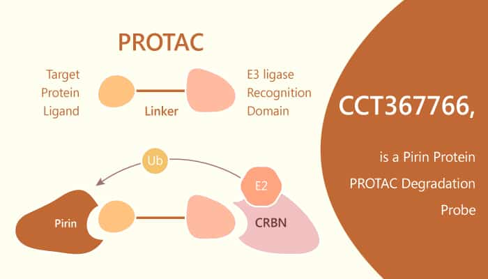 CCT36776 is a PROTAC-based Pirin Protein Degradation Probe
