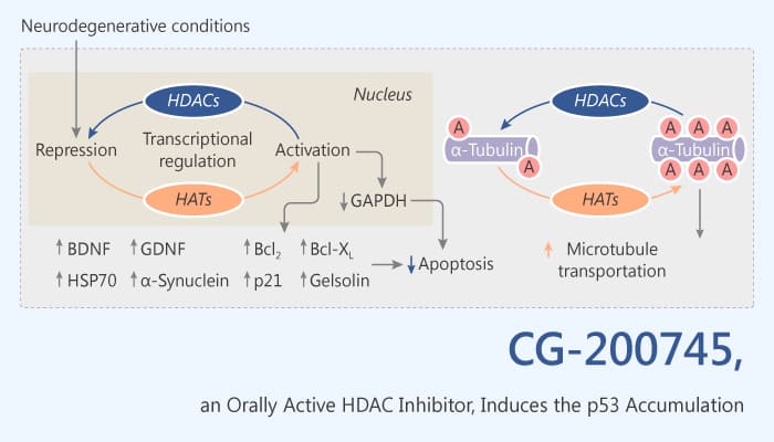 CG-200745, a HDAC Inhibitor, Induces the Accumulation of p53