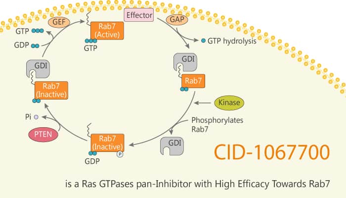 CID-1067700 is a Ras GTPases pan-Inhibitor with High Efficacy Towards Rab7