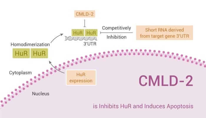 CMLD-2 is Inhibits HuR and Induces Apoptosis
