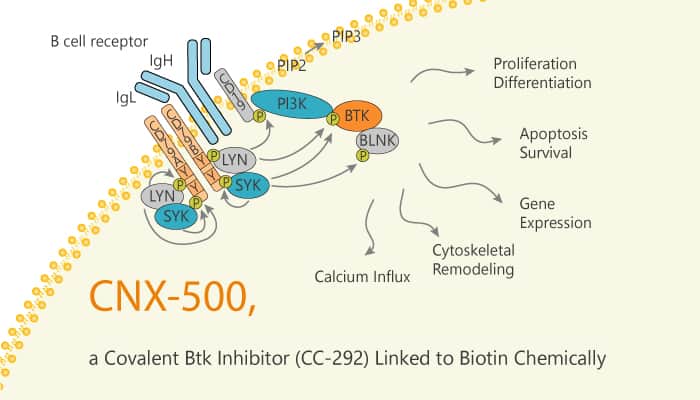 CNX-500 is a Covalent Btk Inhibitor (CC-292) Linked to Biotin Chemically