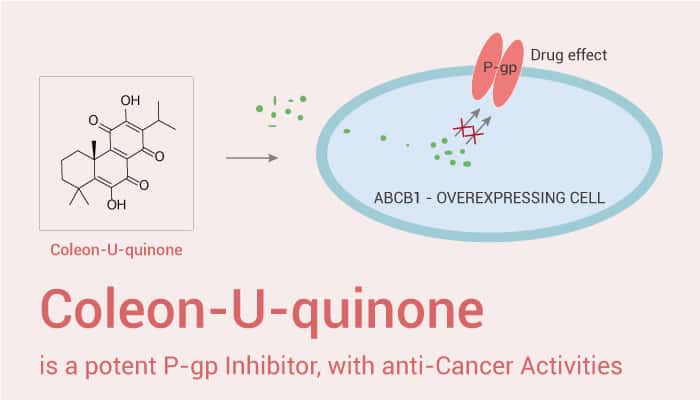 Coleon-U-quinone is a Potent P-gp Inhibitor with Anti-Cancer Activity