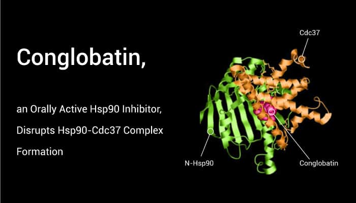Conglobatin, an Orally Active Hsp90 Inhibitor, Disrupts Hsp90-Cdc37 Complex Formation