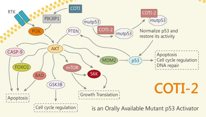 COTI-2 is an Orally Available Mutant p53 Activator